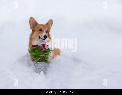 Niedlicher Hund rot welsh Corgi pembroke hält im Mund einen Korb mit Blumen auf Schnee. Mit Kopierraum Stockfoto