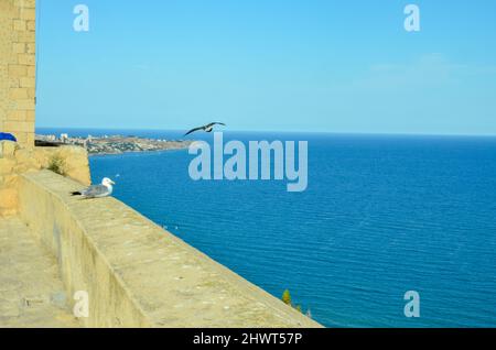 Alicante, Spanien - Juli 17 2019: Blick vom Castillo de Santa Bárbara auf das Mittelmeer vor Alicante. An der Burgmauer sitzt ein Seagu Stockfoto