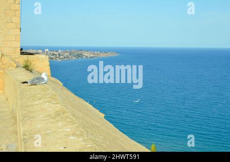 Alicante, Spanien - Juli 17 2019: Blick vom Castillo de Santa Bárbara auf das Mittelmeer vor Alicante. An der Burgmauer sitzt ein Seagu Stockfoto