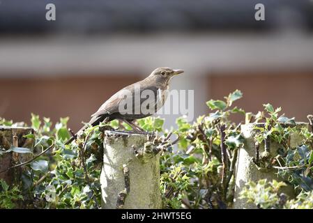 Nahaufnahme eines weiblichen Amsel (Turdus merula), der im Frühjahr auf einem Holly Tree in einem Garten in Großbritannien im rechten Profil thront Stockfoto