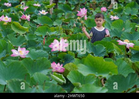 Vietnamesischer Junge, der mit dem rosa Lotus über dem traditionellen Holzboot im großen See von thap muoi, der Provinz Dong thap, vietnam, Kultur und lif spielt Stockfoto