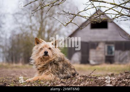 Hund wartet auf seinen Besitzer vor dem Hintergrund eines verlassenen alten Hauses im Dorf Stockfoto