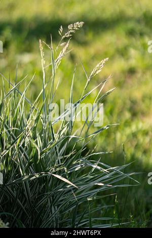 Gestreifte grüne Gras bunte Sedge Ice Dance Carex morrowii, foliosissima mit Tropfen. Dekoratives langes Gras, Grünsegel mit weißer und grüner Straße Stockfoto