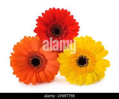 Gerbera Blumen Köpfe auf weißem Hintergrund Stockfoto