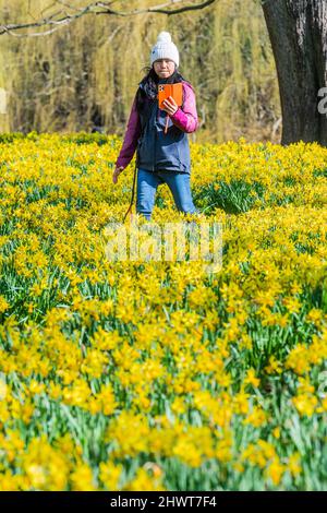 London, Großbritannien. 7. März 2022. Die Menschen genießen die Narzissen, die bei sonnigem Wetter im St James Park in voller Blüte stehen. Kredit: Guy Bell/Alamy Live Nachrichten Stockfoto