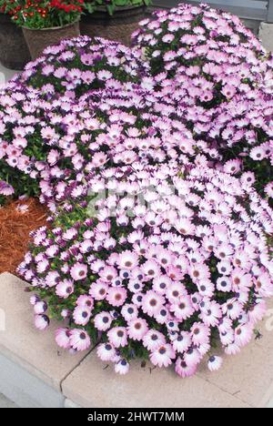 Hellviolette osteospermum- oder Dimorphotheca-Blüten im Blumenbeet, lila Blüten Stockfoto