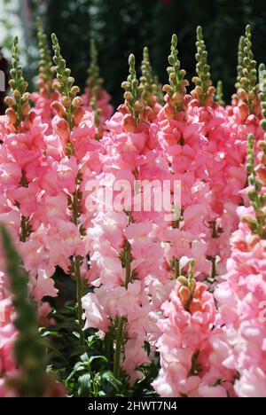 Farbenfroher Snapdragon, der im Gartenhintergrund blüht, mit selektivem Fokus und Schnittblumen Stockfoto