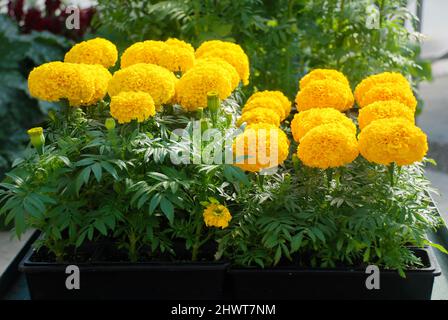 Ringelblume Gelb Farbe (Tagetes erecta, mexikanische Ringelblume, Azteken Ringelblume, Afrikanische Ringelblume), Ringelblume Topfpflanze Stockfoto