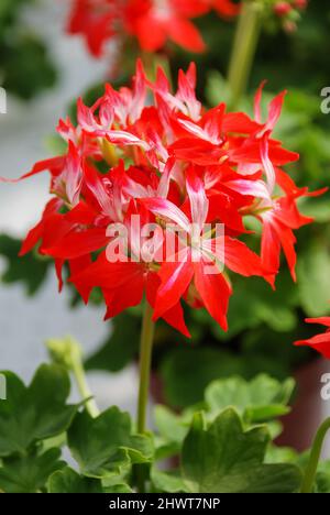 Pelargonium - Geranium Blumen zeigen ihre schönen Blütenblatt Detail im Garten mit einem grünen Hintergrund Stockfoto