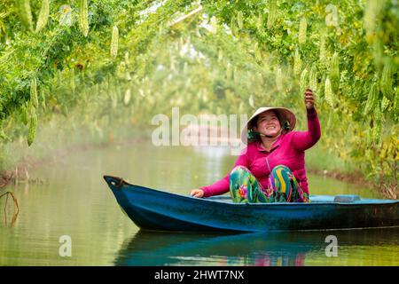 Vietnamesische Frauen ernten einen großen bitteren Kürbis oder eine bittere Gurke, die auf einem Holzzaun in einer sonnigen Farm wächst. Foto mit grünem Hintergrund Stockfoto