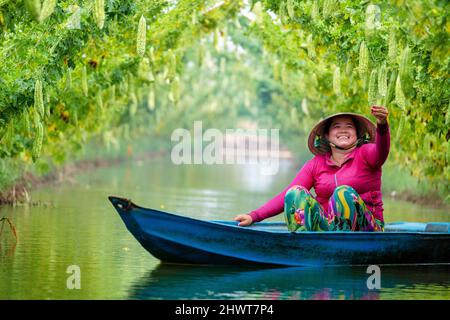 Vietnamesische Frauen ernten einen großen bitteren Kürbis oder eine bittere Gurke, die auf einem Holzzaun in einer sonnigen Farm wächst. Foto mit grünem Hintergrund Stockfoto