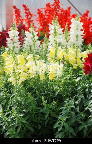 Farbenfroher Snapdragon, der im Gartenhintergrund blüht, mit selektivem Fokus und Schnittblumen Stockfoto