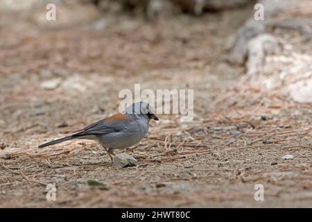 Ein gelbäugiger Junco, Junco phaeonotus, der auf dem Boden ruht Stockfoto