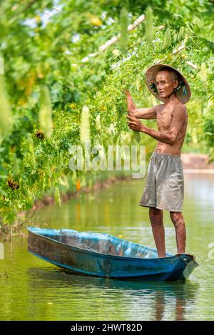 Vietnamesischer alter Mann Ernte einen großen bitteren Kürbis oder eine bittere Gurke, die auf einem Holzzaun in einer sonnigen Farm wächst. Foto mit grünem Hintergrund Stockfoto