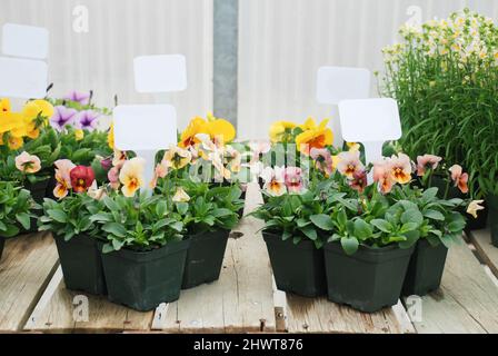 Kleine Topfpflanze mit einem Anhänger, Pansy Viola Blumentopf Pflanze. Stockfoto