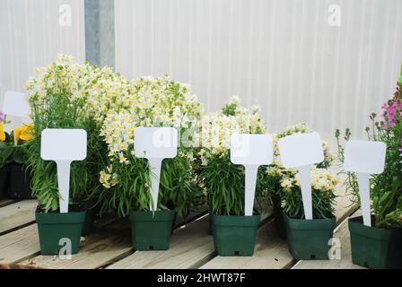 Kleine Topfpflanze mit einem Anhänger, Linaria Blumentopf Pflanze. Stockfoto