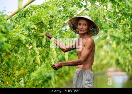 Vietnamesischer alter Mann Ernte einen großen bitteren Kürbis oder eine bittere Gurke, die auf einem Holzzaun in einer sonnigen Farm wächst. Foto mit grünem Hintergrund Stockfoto