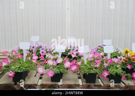 Winzige Topfpflanze mit einem Anhänger, Petunia Blumentopf Pflanze. Stockfoto