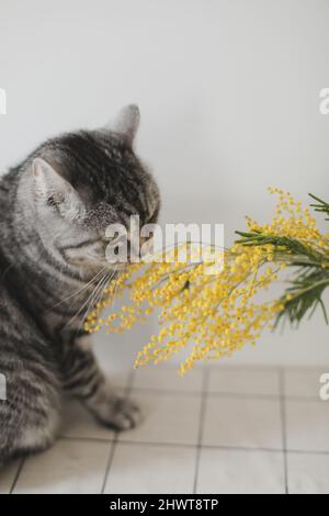 Lustige Katze und Mimosenzweige auf weißem Hintergrund zu Hause. Grußkarte, Frühlingskonzept Stockfoto