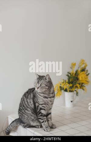 Lustige Katze und Mimosenzweige auf weißem Hintergrund zu Hause. Grußkarte, Frühlingskonzept Stockfoto