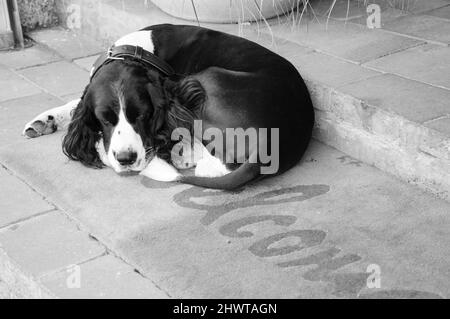 Trauriger Hund wartet auf seine Besitzer auf Welcome Home Matte. Historisches Foto in Schwarzweiß. Stockfoto