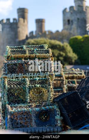 Krabben- und Hummer-Punkte stapelten sich auf dem Kai Conwy North Wales UK im Hintergrund Stockfoto