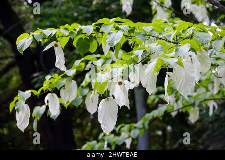 Davidia involucrata, Taschentuch, Taubenbaum Stockfoto