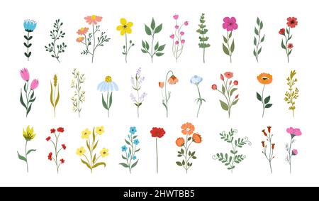 Sammlung von schönen Wildkräutern, krautigen blühenden Pflanzen, blühenden Blumen, isoliert auf weißem Hintergrund. Handgezeichnet detailreich botanisch Stock Vektor
