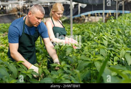 Mann und Frau, die im Gewächshaus Weinspinat anordnen Stockfoto