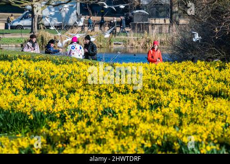 London, Großbritannien. 7. März 2022. Die Menschen genießen die Narzissen, die bei sonnigem Wetter im St James Park in voller Blüte stehen. Kredit: Guy Bell/Alamy Live Nachrichten Stockfoto