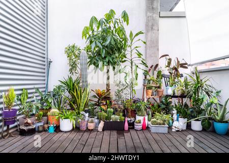 Terrasse voller frisch bewässerten Innendekorationen auf Akazienrost-Bodenbemalung Stockfoto