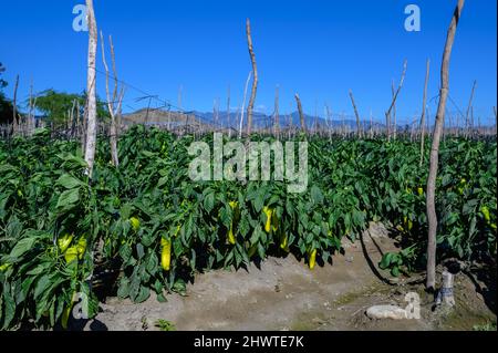 Pfefferplantage. Gelbes Pfefferfeld in der Dominikanischen Republik an sonnigen Tagen. Landwirtschaft in der karibik. Agrargebiet mit Pfeffergemüse. Stockfoto