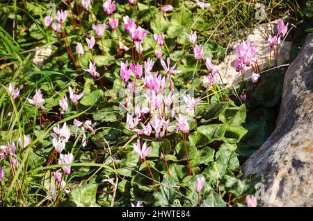 Cyclamen blüht in der Nähe von Stein im Wald. Frühlingshintergrund. Selektiver Fokus auf die Blüten in der Mitte. Stockfoto