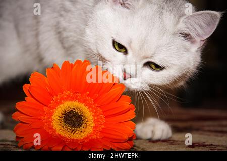 Charmante weiße britische Katze schnuppert eine wunderschöne orangefarbene Blume, die aus nächster Nähe auf dem Boden liegt. Stockfoto