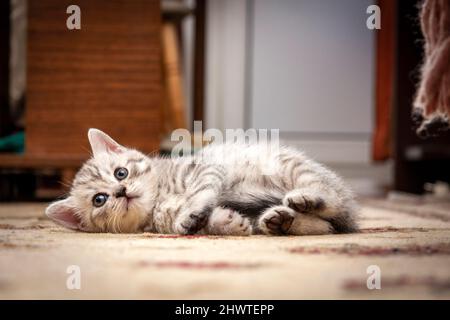 Ein kleines grau-weißes britisches Kätzchen liegt zu Hause mit seinem Schwanz zwischen den Beinen auf dem Boden. Stockfoto