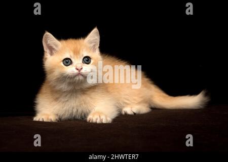 Ein wunderschönes britisches Kätzchen von goldener Farbe liegt auf einem dunkelschwarzen Hintergrund aus der Nahaufnahme Stockfoto