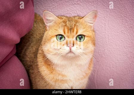 Eine wunderschöne goldene britische Katze mit riesigen grünen Augen schaut in die Kamera, ein Nahaufnahme-Porträt. Stockfoto