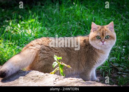 Eine charmante britische goldfarbene Katze mit einem flauschigen Schwanz spaziert im Garten zwischen dem grünen Gras. Stockfoto