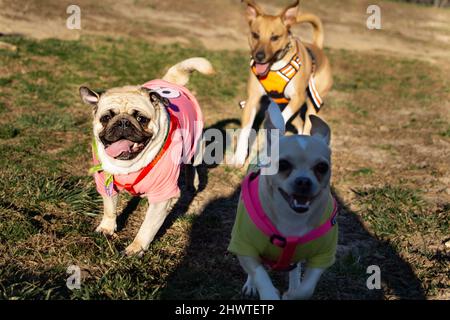 Drei Hunde laufen und springen glücklich. Freunde, Haustiere, Spaß im Freien. Hundepark. Stockfoto