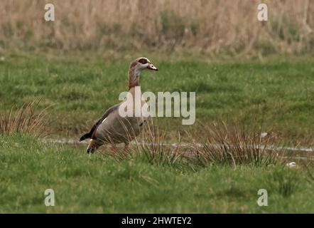 Ägyptischer Gänse (Alopochen aegyptiaca) Erwachsener steht am Pool Eccles-on-Sea, Norfolk, Großbritannien März Stockfoto