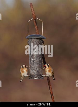 Europäischer Goldfink (Carduelis carduelis britannica) zwei Erwachsene füttern am Niger-Futterhäuschen Eccles-on-Sea, Norfolk, Großbritannien Februar Stockfoto