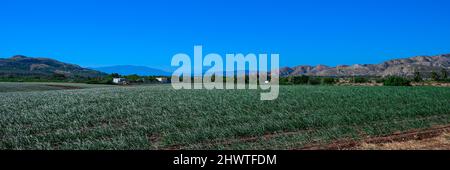 Junge Zwiebelplantage. Grüner Pfeffer Feld in der Dominikanischen Republik an sonnigen Tag. Landwirtschaft in der karibik. Agrargebiet mit Zwiebelgemüse. Stockfoto