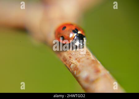 Marienkäfer auf einem Zweig Stockfoto