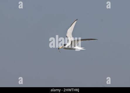 Little Tern (Sternula albifrons albifrons) Erwachsene im Flug mit Fischen in Bill Eccles-on-Sea, Norfolk, Großbritannien Juni Stockfoto