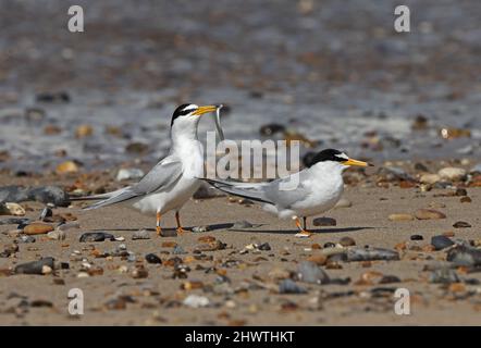 Little Tern (Sternula albifrons albifrons) Erwachsene Paar am Strand mit Sandeel Eccles-on-Sea, Norfolk, Großbritannien Mai Stockfoto