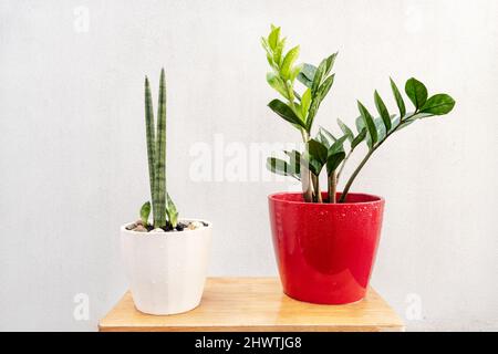 Schöner roter Topf mit mehreren grünen Zweigen von zamioculca, ein weiterer weißer mit sansevieria cylindrica und neuen Trieben auf einem rohen nassen Holzbrett Stockfoto