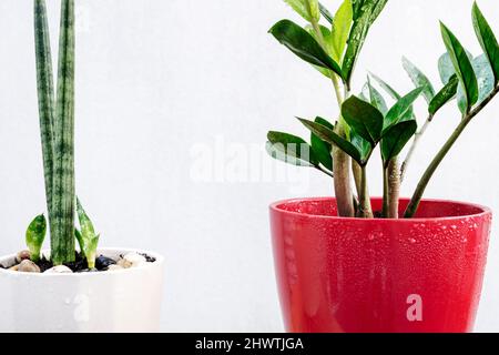 Schöner roter Topf mit mehreren grünen Zweigen von Zamioculca, ein weiterer weißer mit sansevieria cylindrica und neuen Trieben. Stockfoto