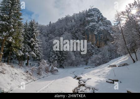 Verschneite Lichtung in Brasov Stockfoto