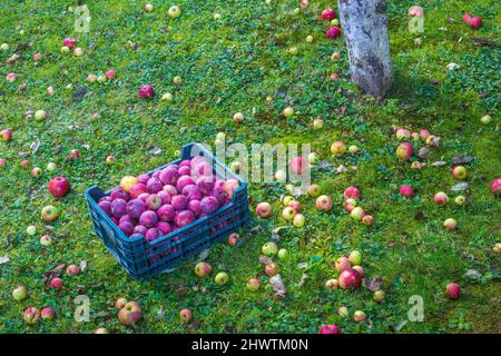 Box mit geernteten Äpfeln im Garten im Herbst. Stockfoto