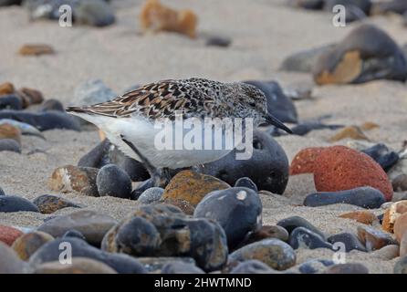 Sanderling (Calidris alba alba) Erwachsener am Strand in Zuchtgefieder im Winter Eccles-on-Sea, Norfolk, Großbritannien Februar Stockfoto